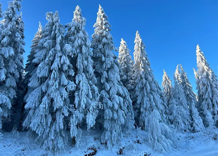 Apartament Frequent Traveler *